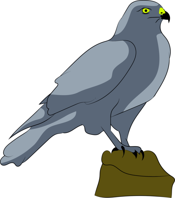 Transparent Bird Falcon Drawing Crow Like Bird Wildlife for Halloween