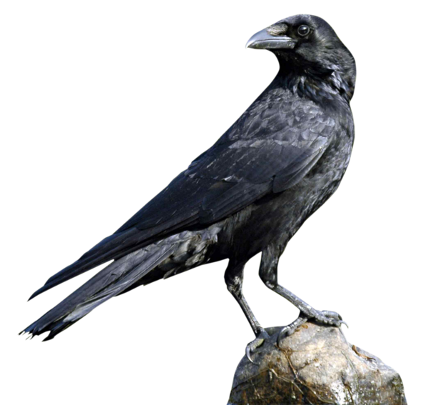 Transparent Rook Crow American Crow Perching Bird Crow Like Bird for Halloween