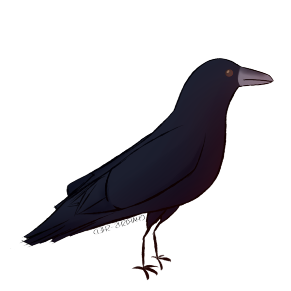 Transparent Rook American Crow New Caledonian Crow Bird Beak for Halloween