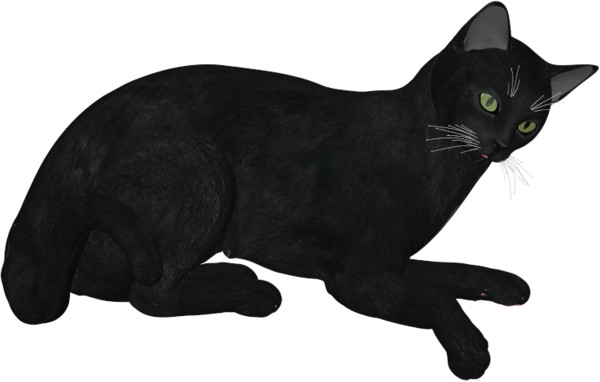 Transparent Black Cat Korat Bombay Cat Cat Small To Mediumsized Cats for Halloween