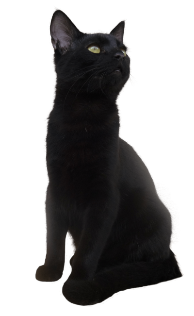 Transparent American Shorthair British Shorthair Bombay Cat Cat Black Cat for Halloween