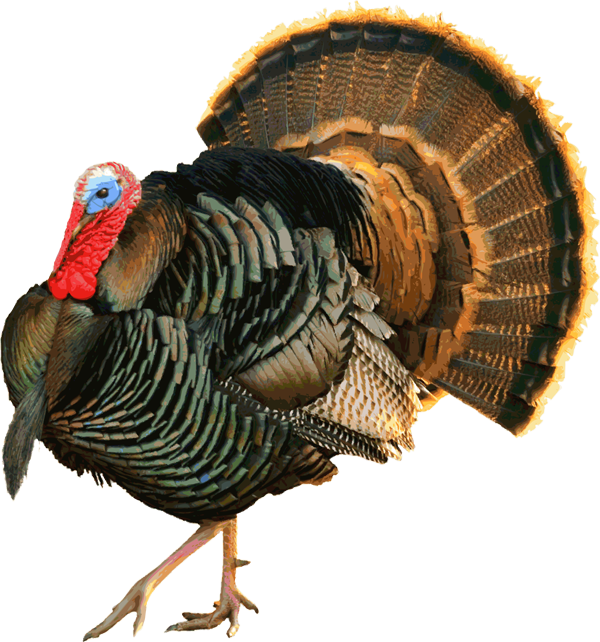 Transparent Black Turkey Turkey Heritage Turkey Wild Turkey for Thanksgiving