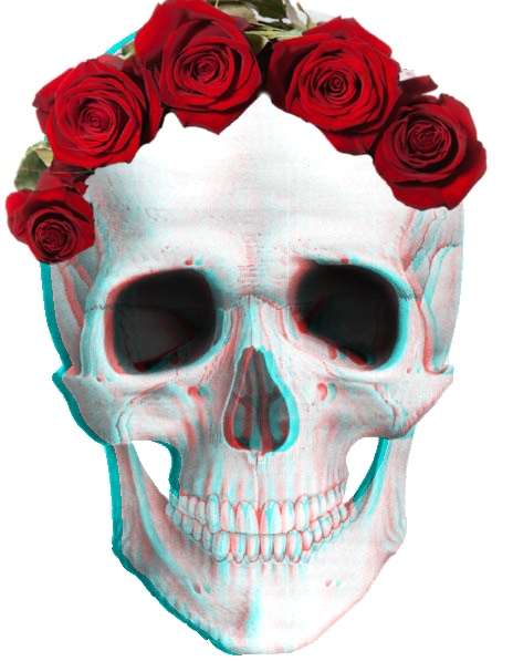 Transparent Human Skull Skull Human Anatomy Bone for Halloween