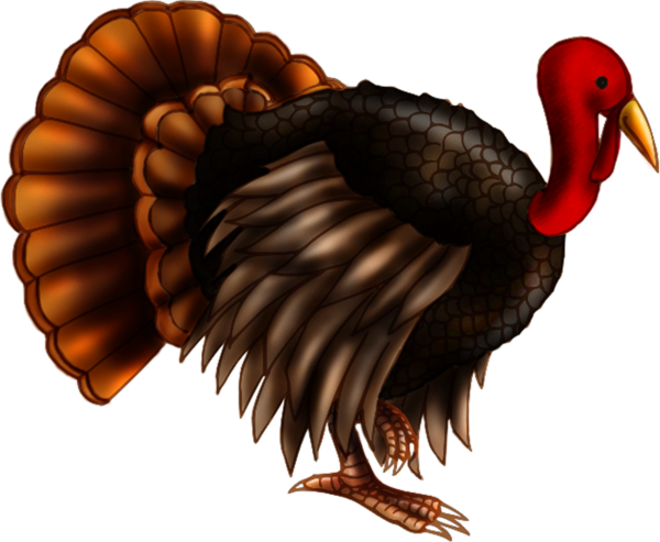 Transparent Turkey Drawing Thanksgiving Wing for Thanksgiving