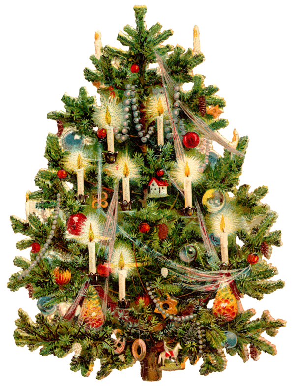 Transparent Victorian Era Christmas Tree Christmas Fir Pine Family for Christmas