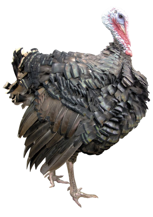 Transparent Turkey Raster Graphics Poultry Fowl for Thanksgiving