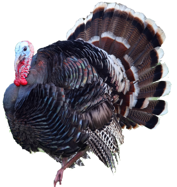 Transparent Turkey Hunting Turkey Meat Ocellated Turkey Turkey Beak for Thanksgiving