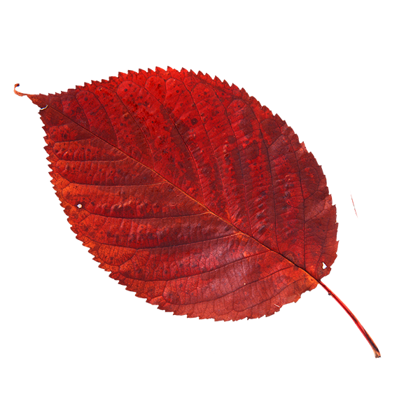 Transparent Leaf Red Autumn Leaves Plant for Thanksgiving