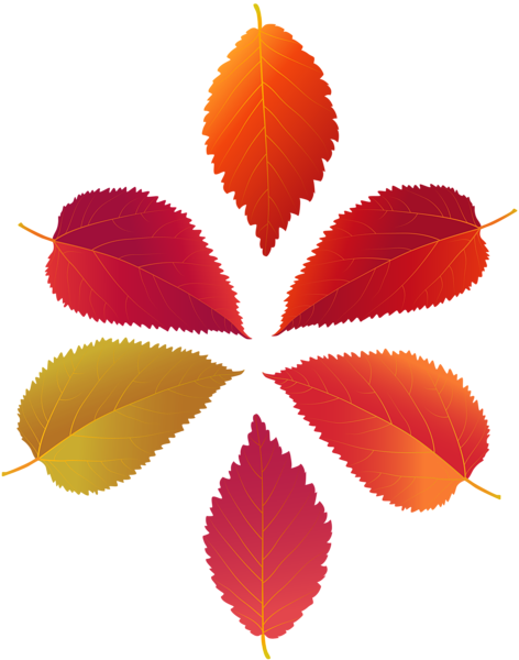 Transparent Leaf Autumn Fall Leaves Leaf Red for Thanksgiving