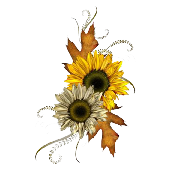 Transparent Common Sunflower Autumn Flower Sunflower Seed Plant for Thanksgiving