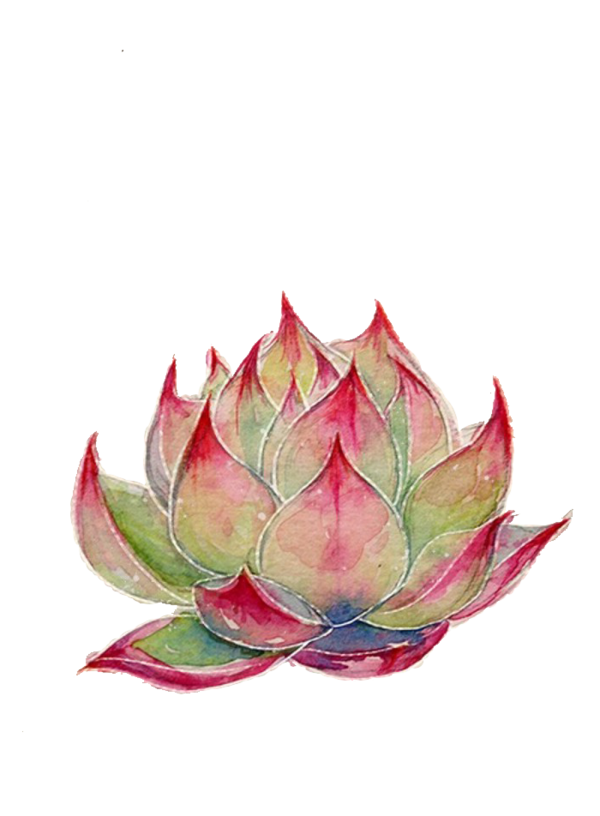 Transparent Nelumbo Nucifera Watercolor Painting Colored Pencil Petal Plant for Dussehra