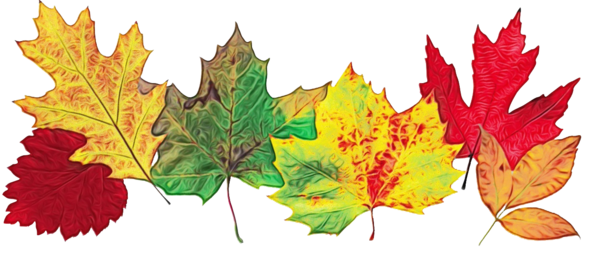 Transparent Autumn Leaf Color Autumn Leaf Tree for Thanksgiving