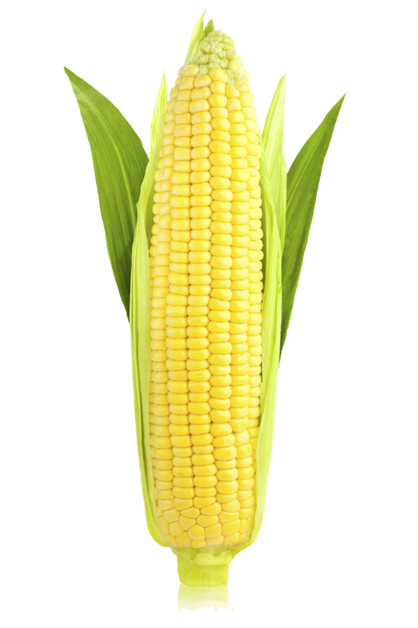 Transparent Corn On The Cob Maize Ear Vegetarian Food for Thanksgiving