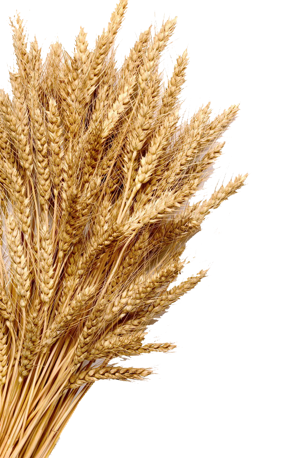 Transparent Wheat Ear Cereal Grass Family Grass for Thanksgiving