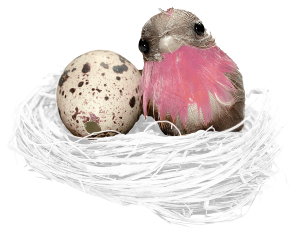 Transparent Bird Egg Nest Feather for Easter