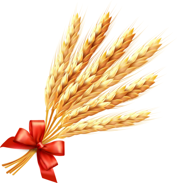 Transparent Wheat Ear Cereal Food Grass Family for Thanksgiving