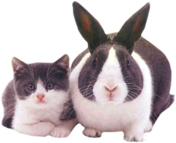 Transparent Scottish Fold Easter Bunny Kitten Whiskers Snout for Easter