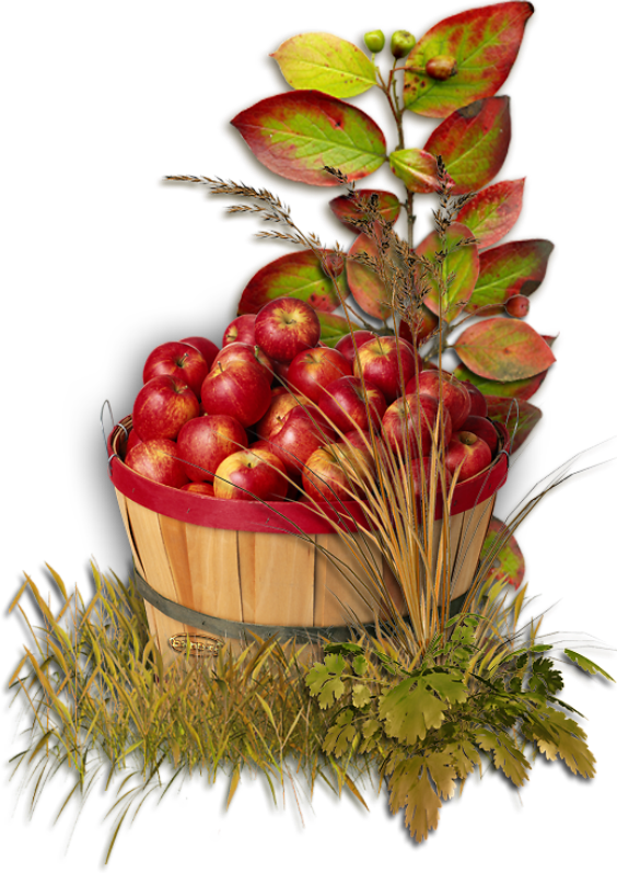 Transparent Apple Autumn Harvest Natural Foods Fruit for Thanksgiving