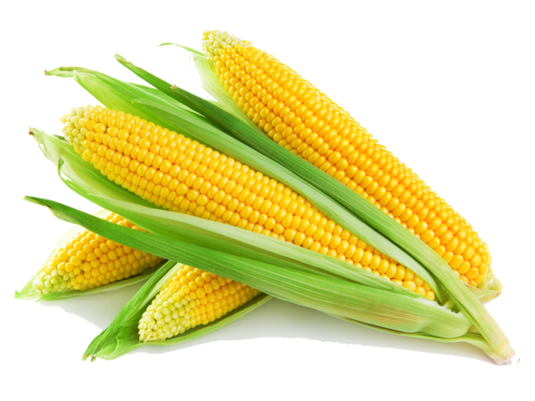 Transparent Corn On The Cob Maize Sweet Corn Vegetarian Food for Thanksgiving