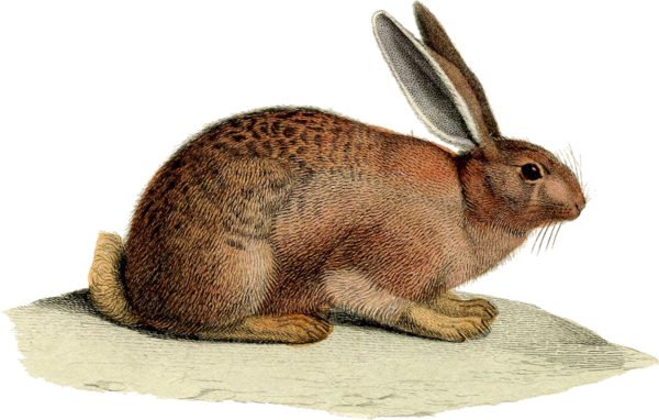 Transparent Rabbit Easter Bunny European Hare Wildlife Fur for Easter