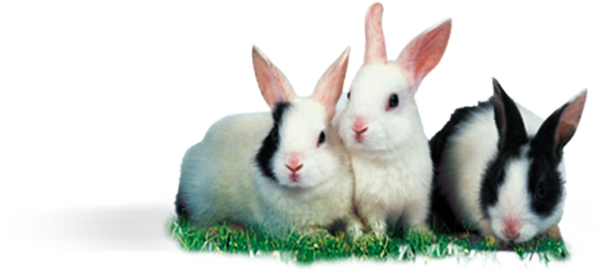Transparent Leporids Mother Rabbit Pet Easter Bunny Snout for Easter