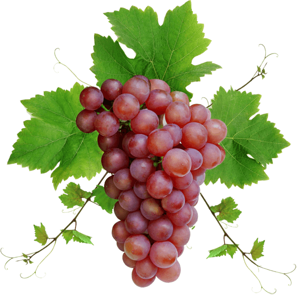 Transparent Common Grape Vine Wine Juice Seedless Fruit Grape Seed Extract for Thanksgiving