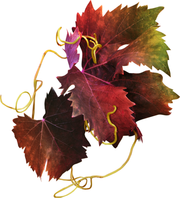 Transparent Grapevines Autumn Grape Plant Leaf for Thanksgiving