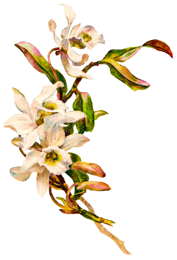 Transparent Flower Easter Orchids Plant Flora for Easter