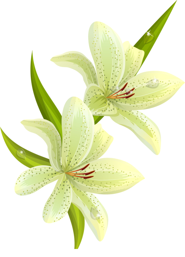 Transparent Flower Easter Lily Madonna Lily Plant for Easter