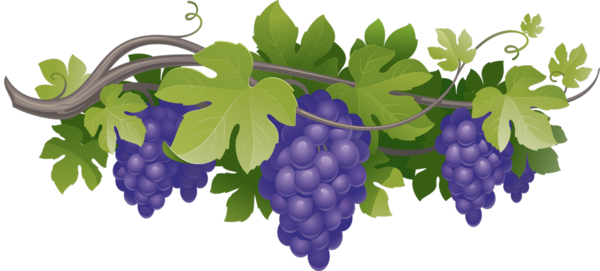 Transparent Common Grape Vine Wine Concord Grape Grape Grapevine Family for Thanksgiving