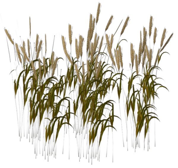 Transparent Wheat Harvest Wheatgrass Grass Plant for Thanksgiving