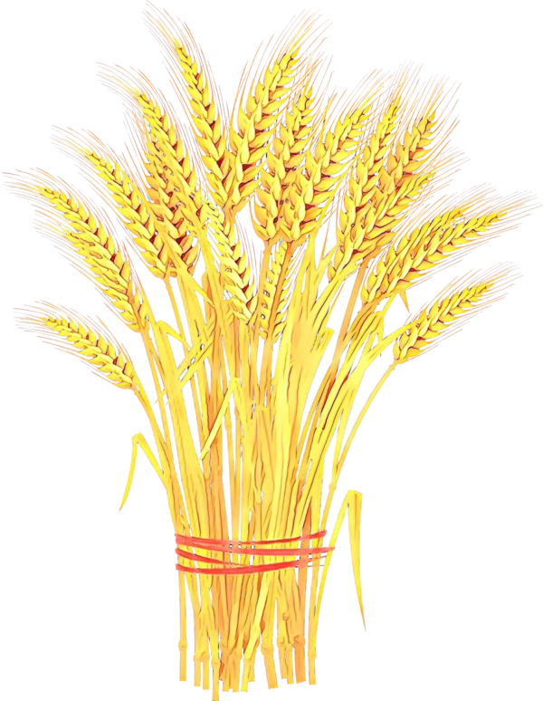 Transparent Wheat Sheaf Cereal Yellow Grass Family for Thanksgiving