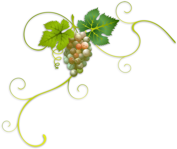 Transparent Wine Common Grape Vine Grape Plant Leaf for Thanksgiving