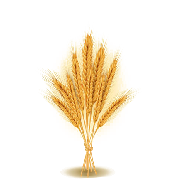 Transparent Wheat Agriculture Ear Grass Family for Thanksgiving
