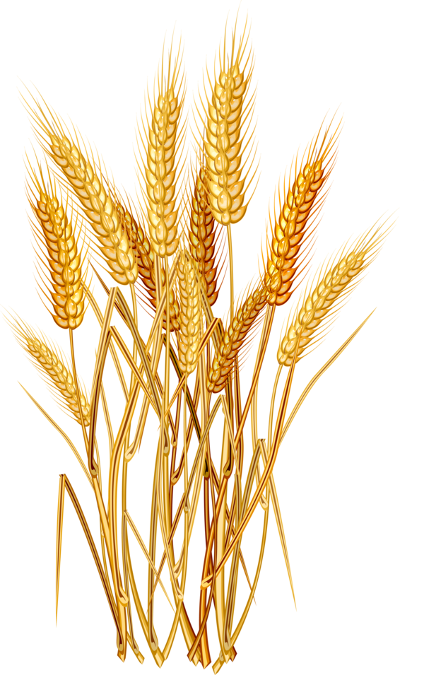 Transparent Common Wheat Ear Cereal Avena Einkorn Wheat for Thanksgiving