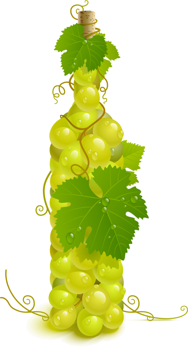 Transparent Wine Common Grape Vine Grape Plant for Thanksgiving