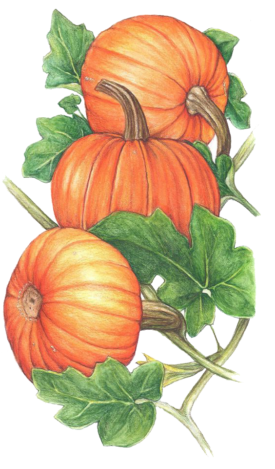 Transparent Pumpkin Cucurbita Vine Gourd Superfood for Thanksgiving