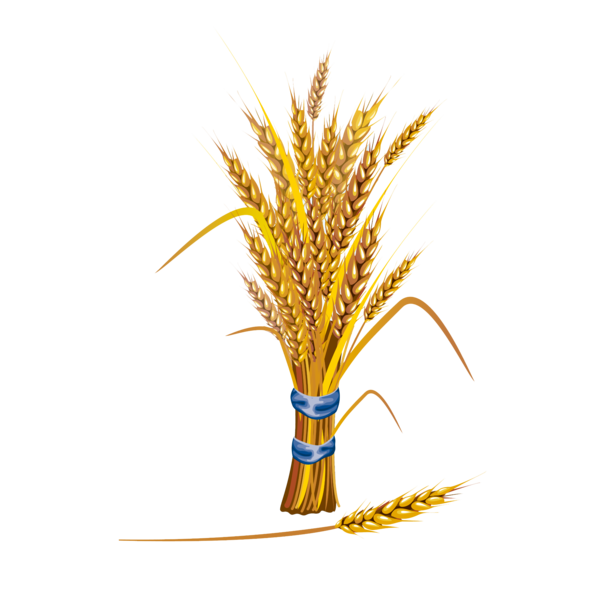 Transparent Wheat Cereal Harvest Grass Family Commodity for Thanksgiving