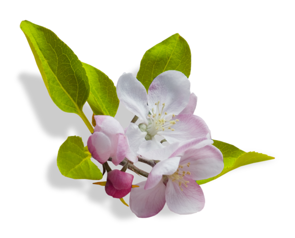 Transparent Flower Blossom Scrapbooking Plant for Easter