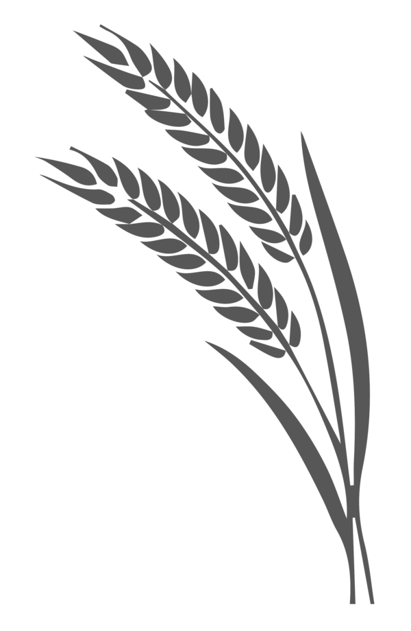 Transparent Ear Wheat Cereal Black And White Plant for Thanksgiving