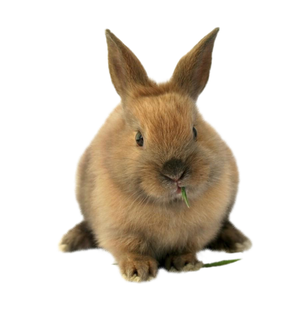 Transparent Easter Bunny Lionhead Rabbit Pet Sitting Rabbit Hare for Easter