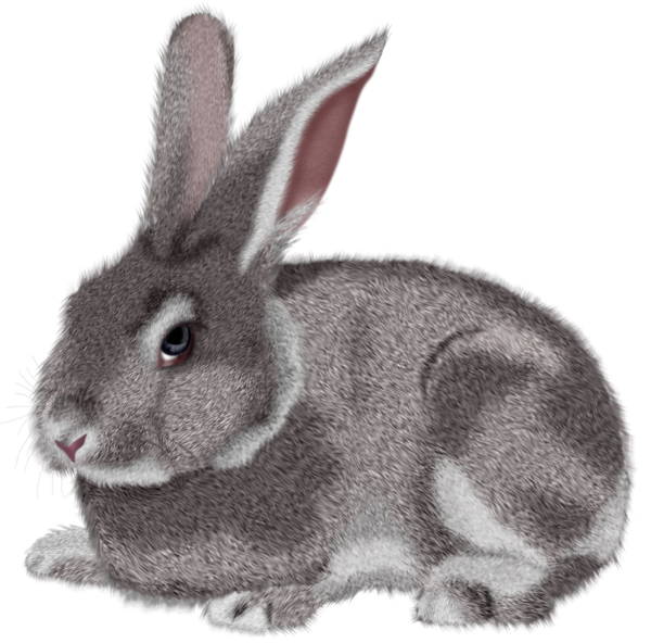 Transparent Easter Bunny Hare Rabbit Wildlife Fur for Easter
