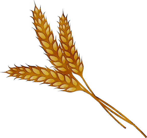 Transparent Wheat Grain Cereal Plant Food Grain for Thanksgiving