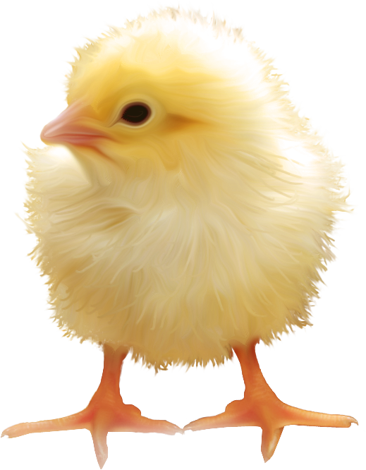 Transparent Yellowhair Chicken Easter Animation Poultry Yellow for Easter