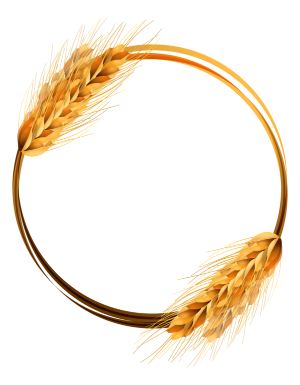 Transparent Common Wheat Ear Crop Line Grass Family for Thanksgiving