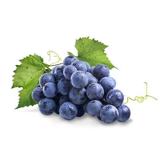 Transparent Concord Grape Common Grape Vine Isabella Seedless Fruit Grape Seed Extract for Thanksgiving