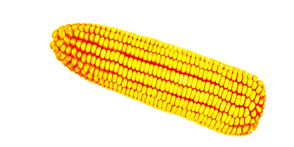 Transparent Corn On The Cob Maize Harvest Vegetarian Food Commodity for Thanksgiving