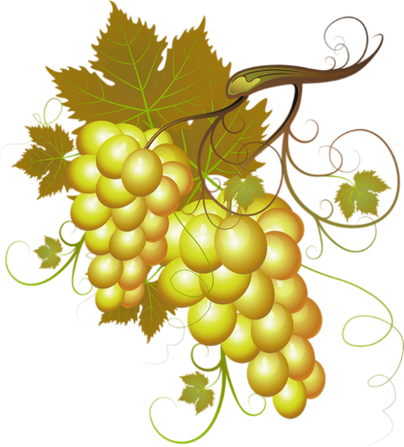 Transparent Wine White Wine Pinot Noir Grape Fruit for Thanksgiving