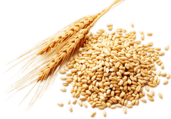 Transparent Cereal Grain Harvest Food Grain for Thanksgiving