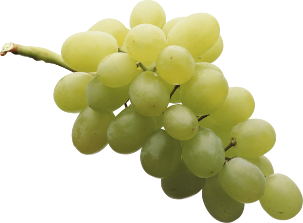 Transparent Pinot Meunier Sultana Grape Seedless Fruit Grape Seed Extract for Thanksgiving